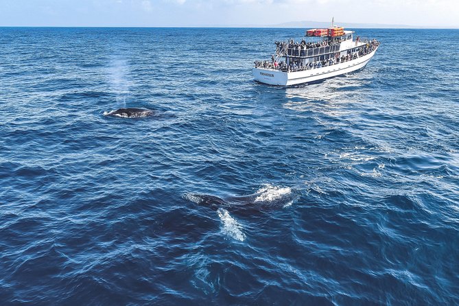 Dolphin and Whale Watching Sunset Cruise - Watching the San Diego sunset from the boat
