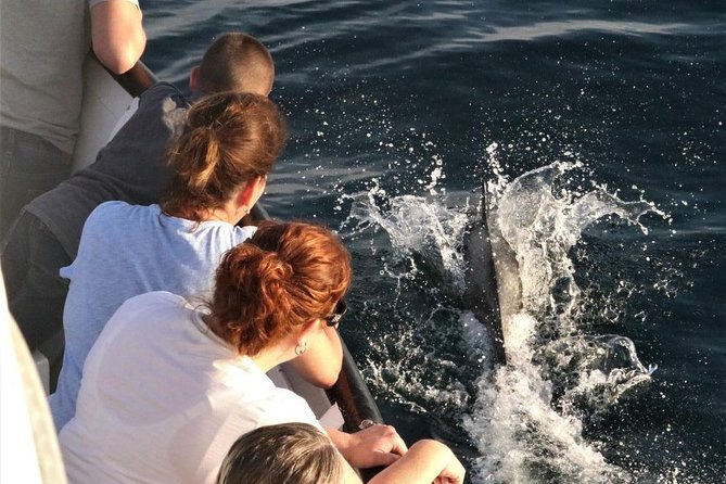 Dolphin and Whale Watching Sunset Cruise - Is $71 a fair price?