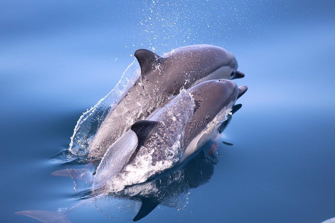 Dolphin and Whale Watching Sunset Cruise - Who will enjoy this sunset cruise most