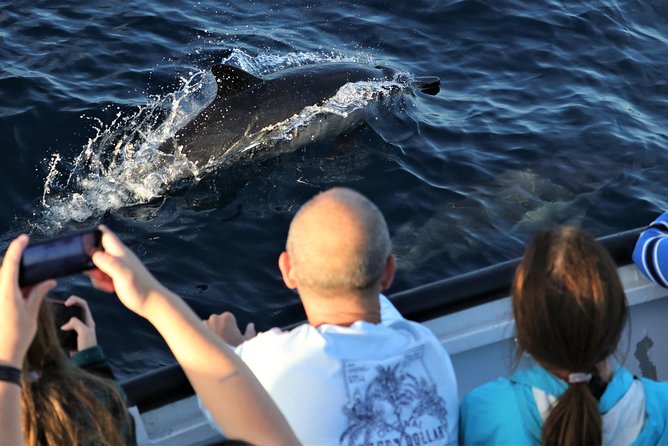 Dolphin and Whale Watching Sunset Cruise - Practical details that can shape your evening