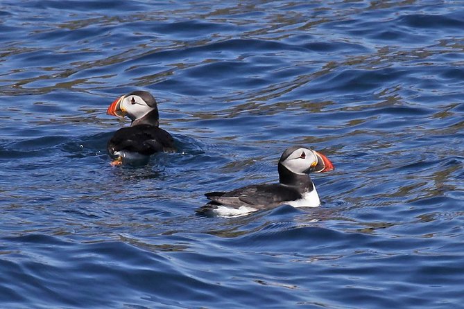 Dolphin and Whale Watching Tour from Dingle - Key points to know before booking
