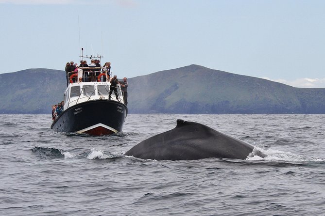 Dolphin and Whale Watching Tour from Dingle - Great Blasket Island and the Blasket group