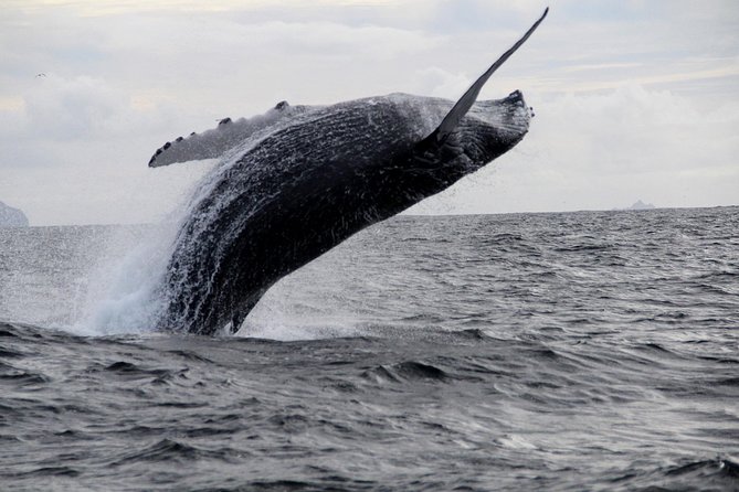Dolphin and Whale Watching Tour from Dingle - Is the $119.17 price good value?