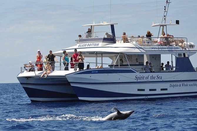 Dolphin and Whales watching cruise from Puerto Rico de Gran Canaria - What the Puerto Rico dolphin cruise is really about