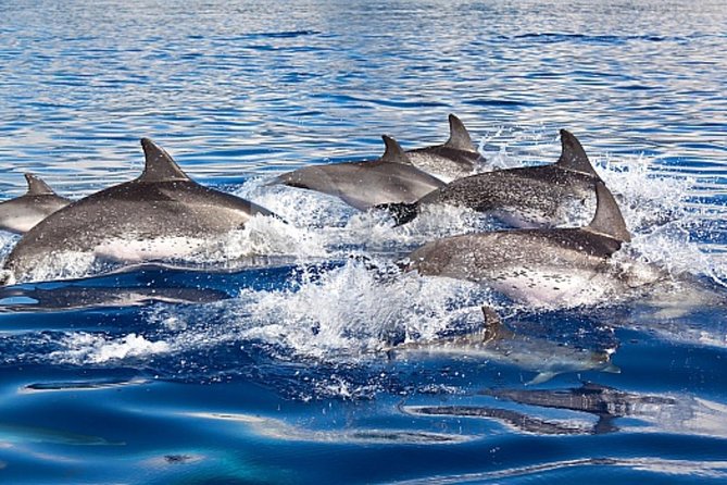 Dolphin and Whales watching cruise from Puerto Rico de Gran Canaria - Boarding Spirit of the Sea in Puerto Rico