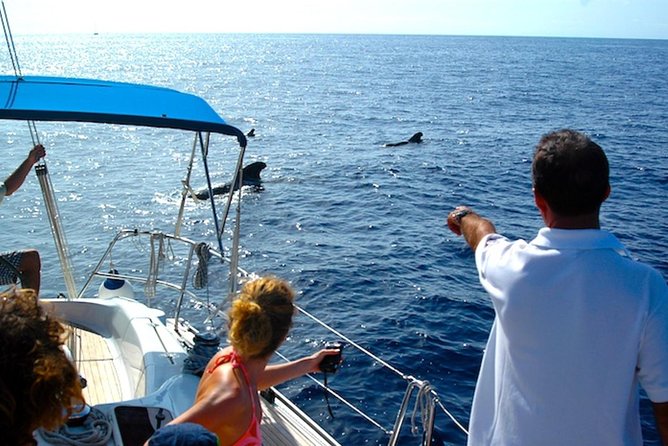 Dolphin and Whales watching cruise from Puerto Rico de Gran Canaria - What you might see around Gran Canaria