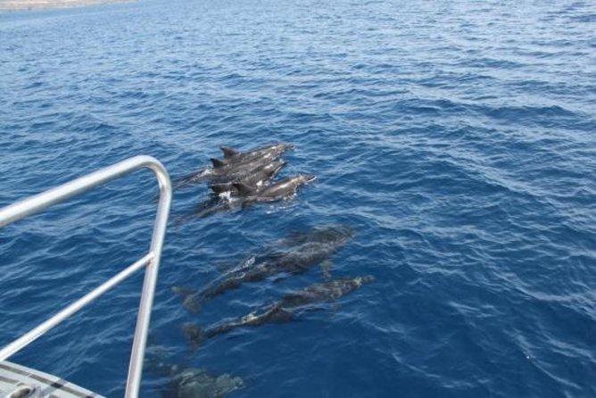 Dolphin and Whales watching cruise from Puerto Rico de Gran Canaria - The swim-stop upgrade and what it changes