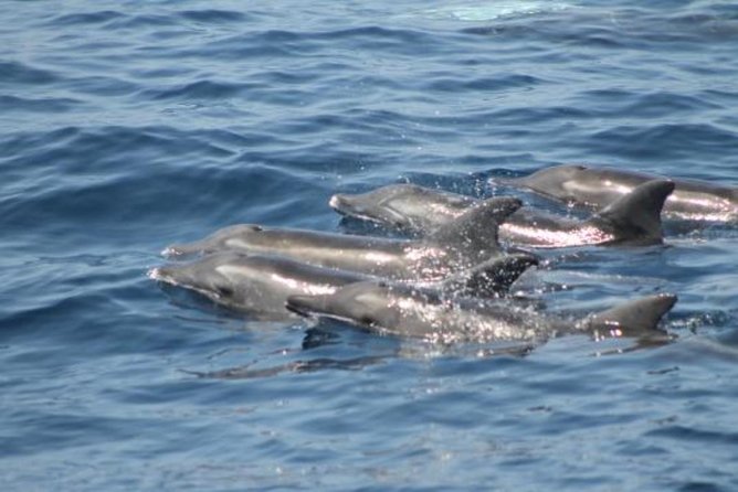 Dolphin and Whales watching cruise from Puerto Rico de Gran Canaria - Is $50.46 good value?