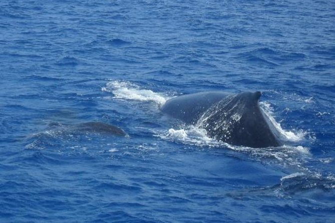 Dolphin and Whales watching cruise from Puerto Rico de Gran Canaria - How to prepare for a better outing