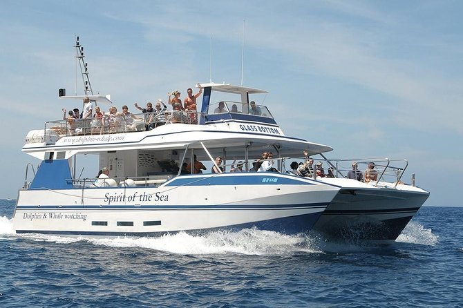 Dolphin and Whales watching cruise from Puerto Rico de Gran Canaria - The first hour at sea: searching, not sightseeing on a schedule