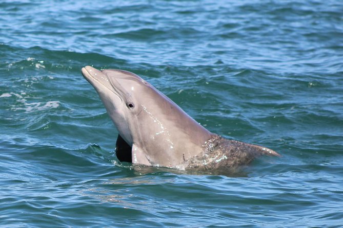 Dolphin and Wildlife Adventure of St. Augustine - Why this cruise works well in St. Augustine