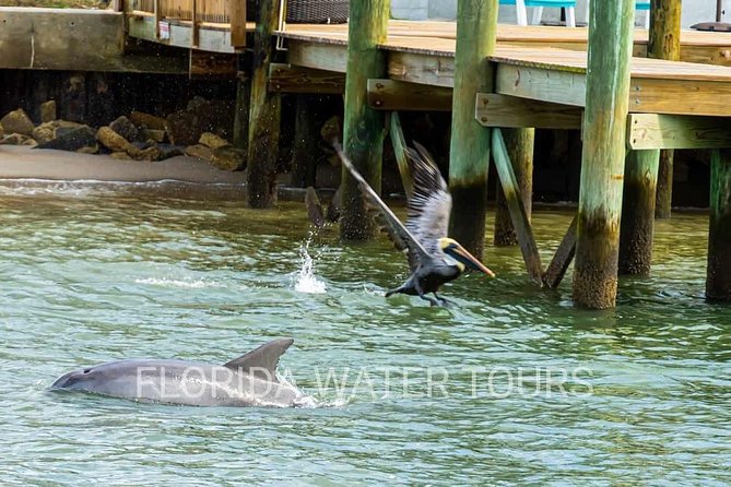 Dolphin and Wildlife Adventure of St. Augustine - A pirate’s view of the Bridge of Lions