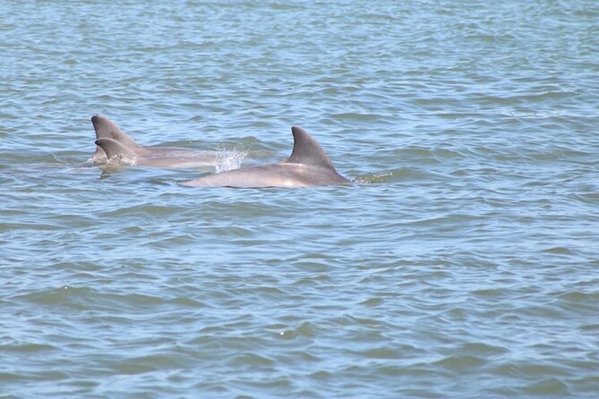 Dolphin and Wildlife History Tour - Leaving from 57 Comares Ave