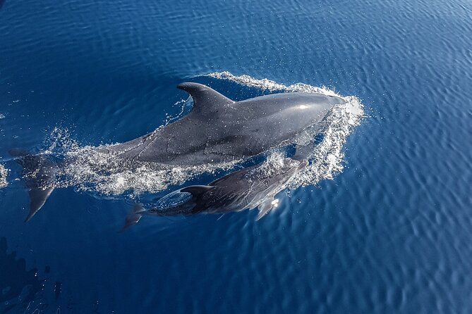 Dolphin Boat Trip in Benalmadena - Why a Maximum of 12 People Matters