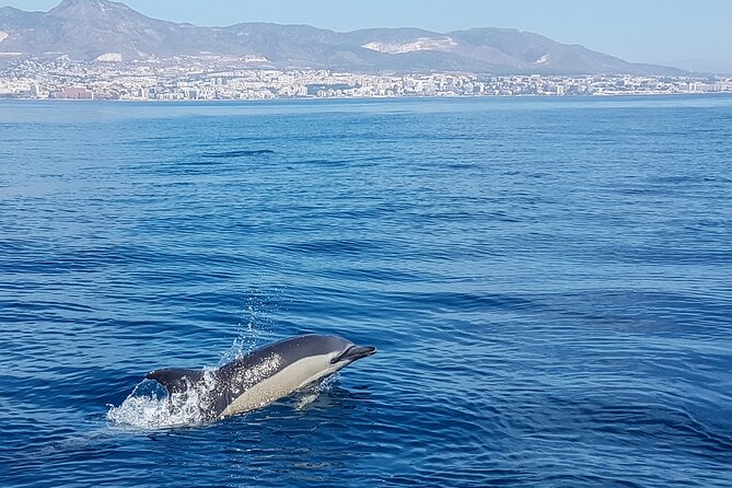 Dolphin Boat Trip in Benalmadena - The Value of $54.22 Per Person