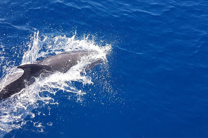 Dolphin Boat Trip in Benalmadena - Weather, Minimum Numbers, and the Booking Risk