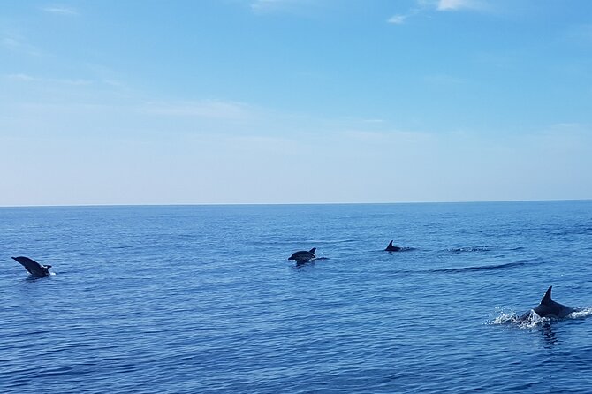 Dolphin Boat Trip in Benalmadena - Practical Tips for a Better Outing