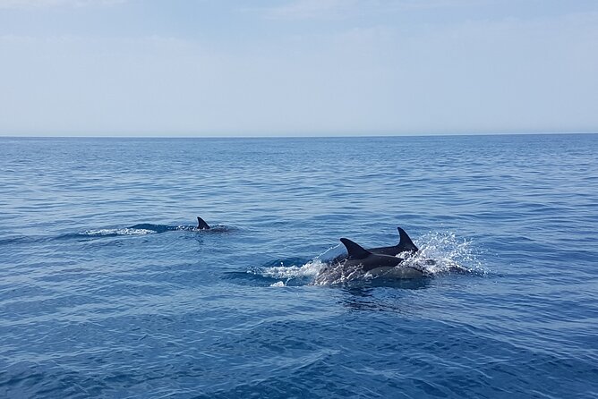 Dolphin Boat Trip in Benalmadena - Should You Book the Benalmádena Dolphin Boat Trip?