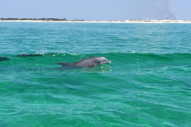 Dolphin Cruise in Destin FL - Looking for dolphins, stingrays, turtles, and more
