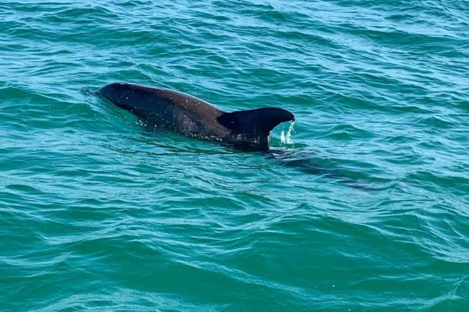 Dolphin Cruise in Destin FL - Who will enjoy this ride most?