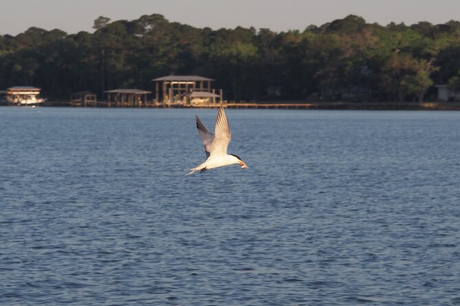 Dolphin cruise in Santa Rosa Beach - Who will enjoy this cruise most