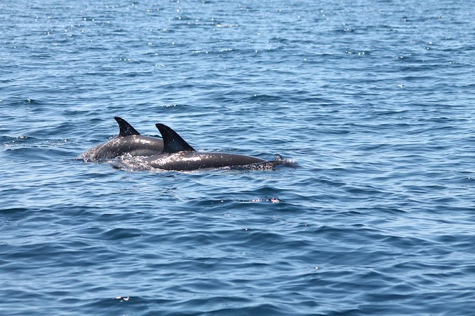 Dolphin Discovery - Meeting at Cais São Francisco at 11:30