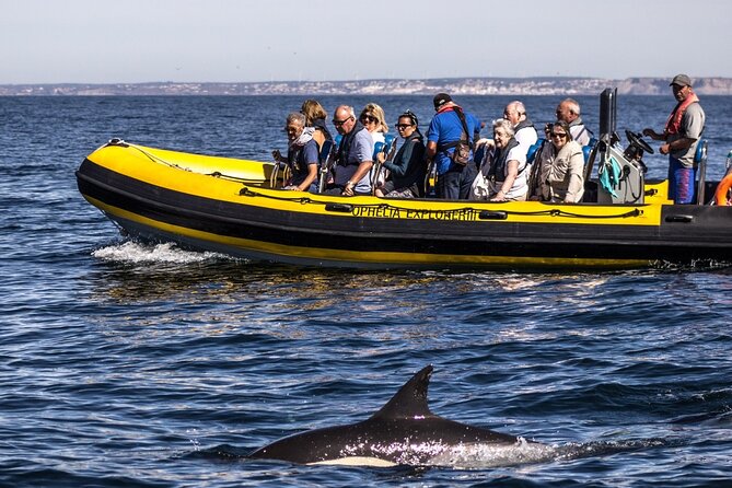 Dolphin Discovery - Entering the Benagil Cave