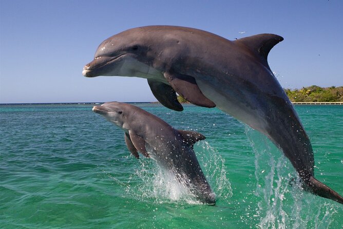 Dolphin Discovery Adventure in Hurghada - Looking for dolphins in the open sea
