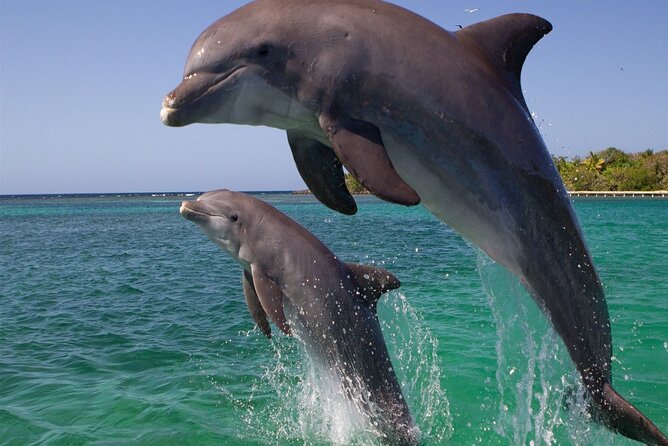 Dolphin Discovery Adventure in Hurghada - Who will enjoy this day most