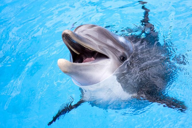 Dolphin Discovery Adventure in Hurghada - Snorkeling at several Red Sea sites