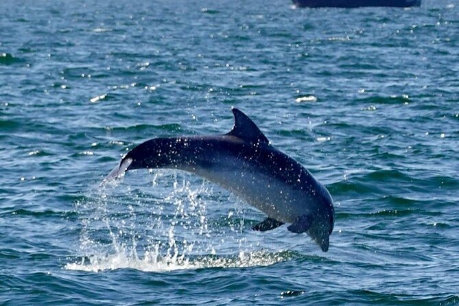 Dolphin Discovery Eco Tour - Key points at a glance