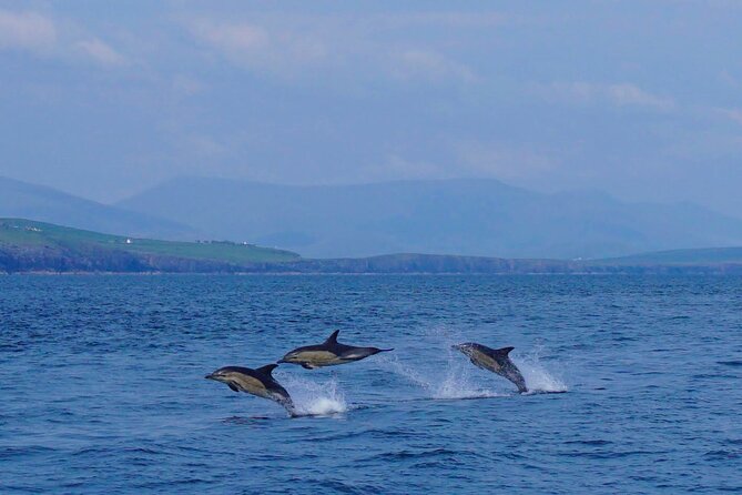 Dolphin Discovery Eco Tour - The sandstone cliffs along Dingle’s northern coast