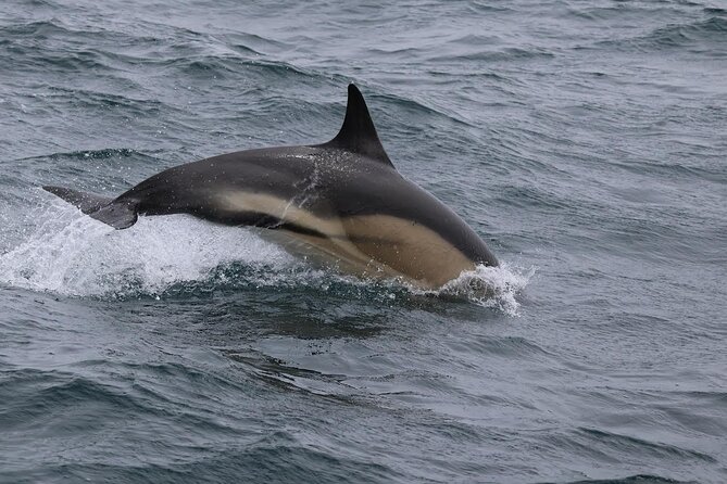 Dolphin Discovery Eco Tour - Seabirds add a second wildlife layer