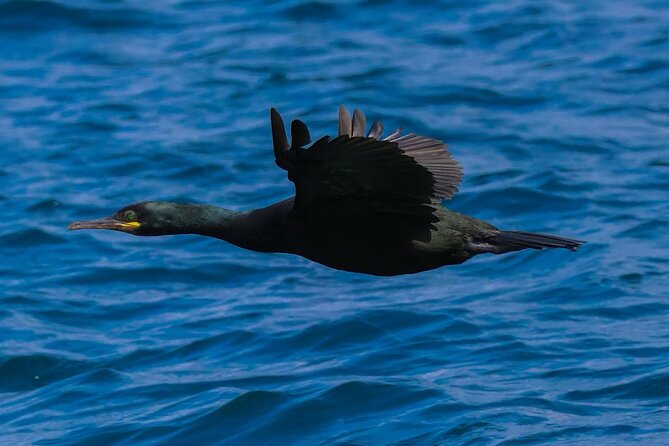 Dolphin Discovery Eco Tour - What the two-hour timing means for you