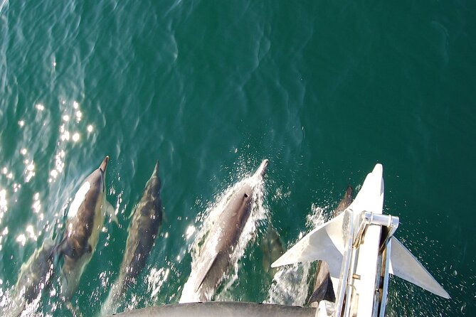 Dolphin Discovery Eco Tour - How to get the best view