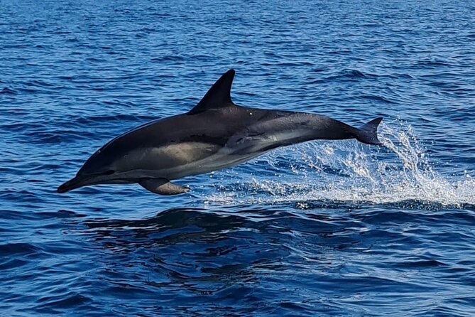 Dolphin Discovery Eco Tour - Who should book this Dingle cruise?