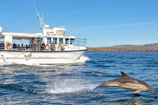 Dolphin Discovery Eco Tour - Searching for dolphins and whales in Dingle Bay