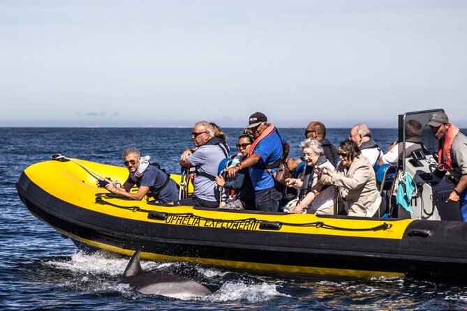 Dolphin Discovery - Practical Details That Shape the Day