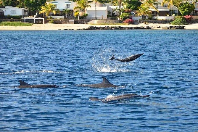 Dolphin Encounters, Ile aux Benitier & Crystal rock: Full-Day (Lunch & Transfer) - Timing, comfort, and what to pack