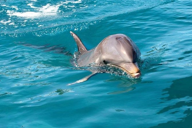 Dolphin Encounters, Ile aux Benitier & Crystal rock: Full-Day (Lunch & Transfer) - Who will enjoy this Mauritius boat trip