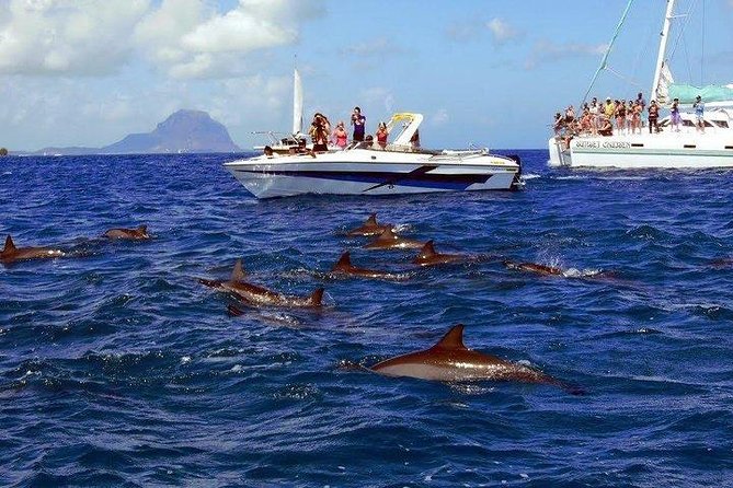 Dolphin Encounters, Ile aux Benitier & Crystal rock: Full-Day (Lunch & Transfer) - Should you book the Ile aux Benitiers excursion?