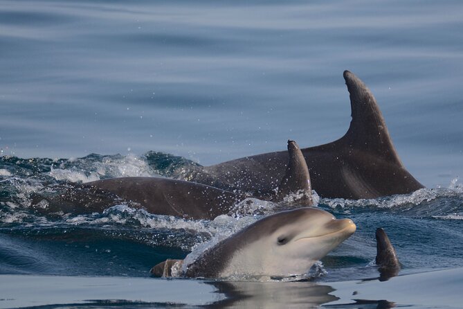 Dolphin Expedition Shared Speedboat tour with Biologist guide - Portimão Marina and the change to open sea