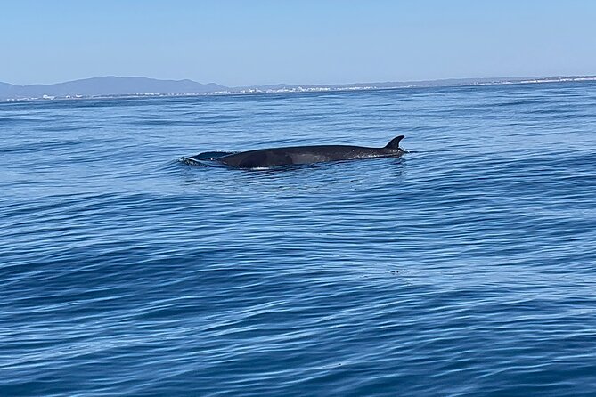 Dolphin Expedition Shared Speedboat tour with Biologist guide - Searching for dolphins in their own habitat