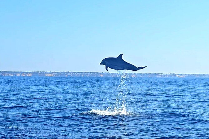 Dolphin Expedition Shared Speedboat tour with Biologist guide - Why the biologist changes the experience
