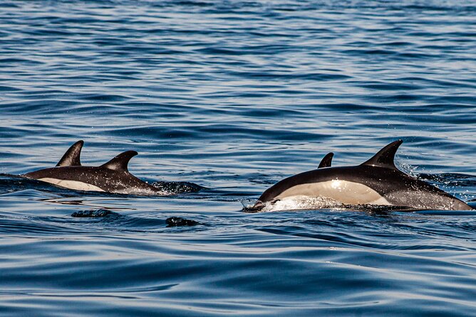 Dolphin Expedition Shared Speedboat tour with Biologist guide - Small-group comfort and the speedboat setting