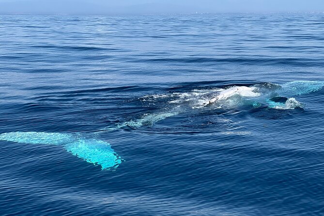 Dolphin Expedition Shared Speedboat tour with Biologist guide - Is $71.48 a fair price?