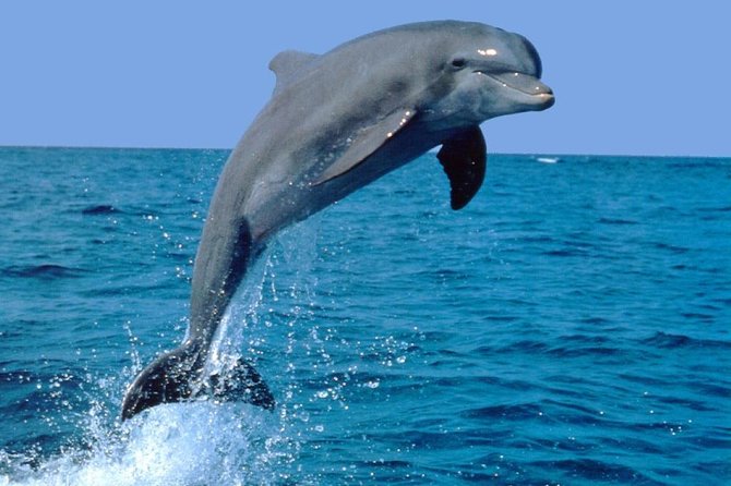 Dolphin Experience in Open Sea and South West Tour of Mauritius including Lunch - Key points at a glance