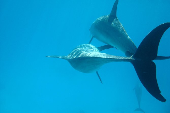 Dolphin house - Key points for your day on the Red Sea