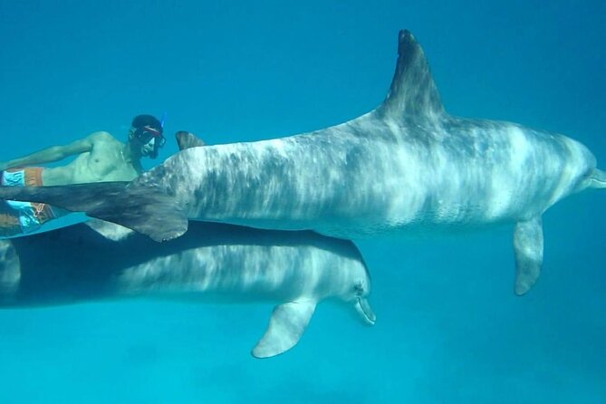 Dolphin house - Group size, comfort, and motion sickness