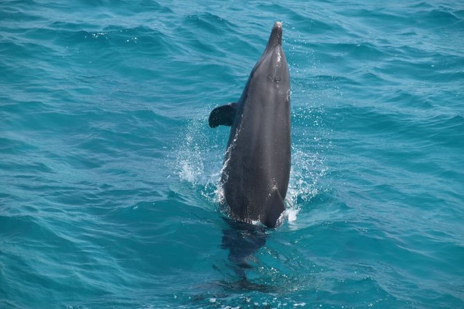 Dolphin House and Banana Boat Fun from Hurghada - Lunch, drinks, and life aboard the boat